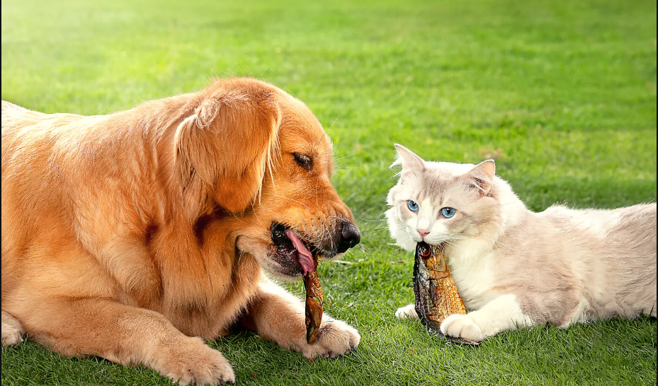 【宠物食品应用中心】江大和风为何能成为宠物食品风味开创者？
